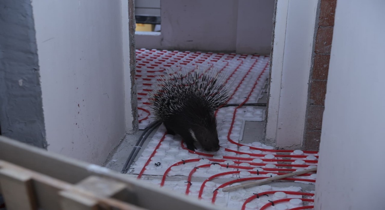 İncirliovada ekiplerin dikkati nesli tehlikedeki oklu kirpiyi kurtardı