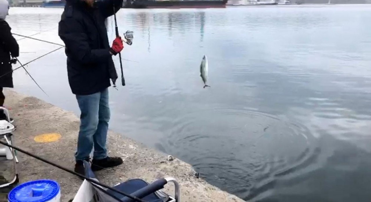 İskelede palamut bereketi