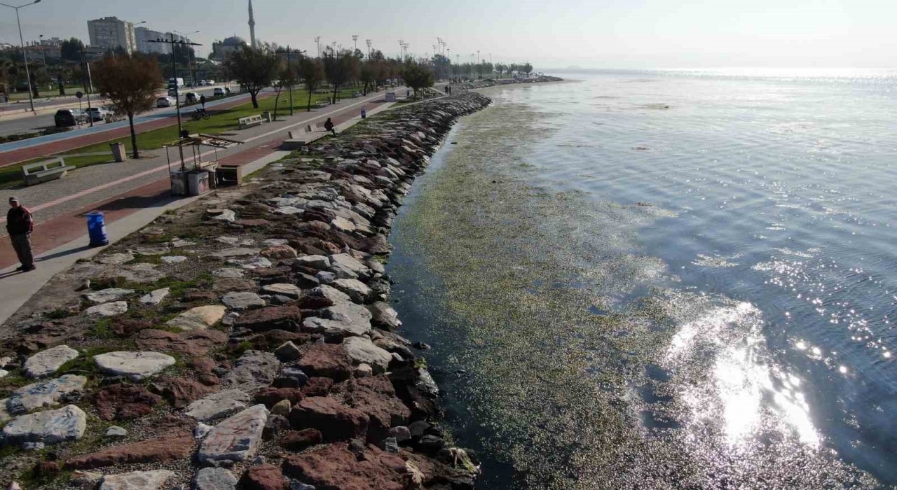 İzmir sahilinde yeşil istila