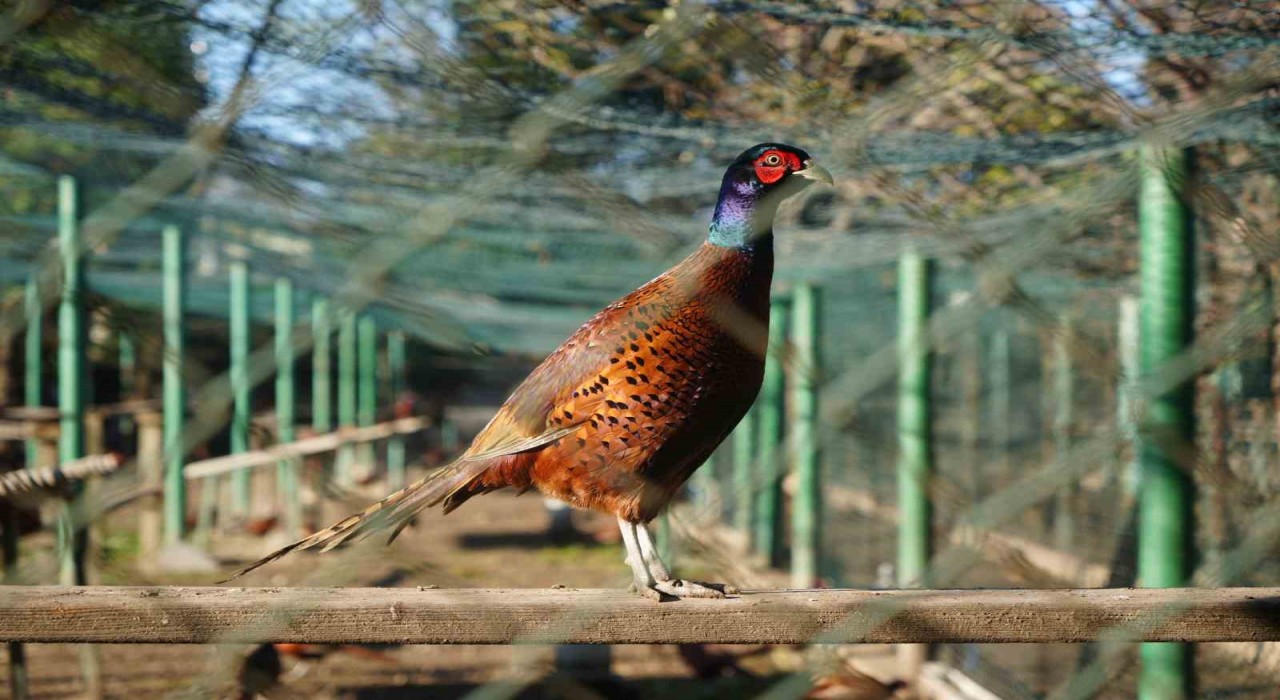 Kahverengi kokarca savaşçıları: 2025te 3 bin sülün doğaya salındı