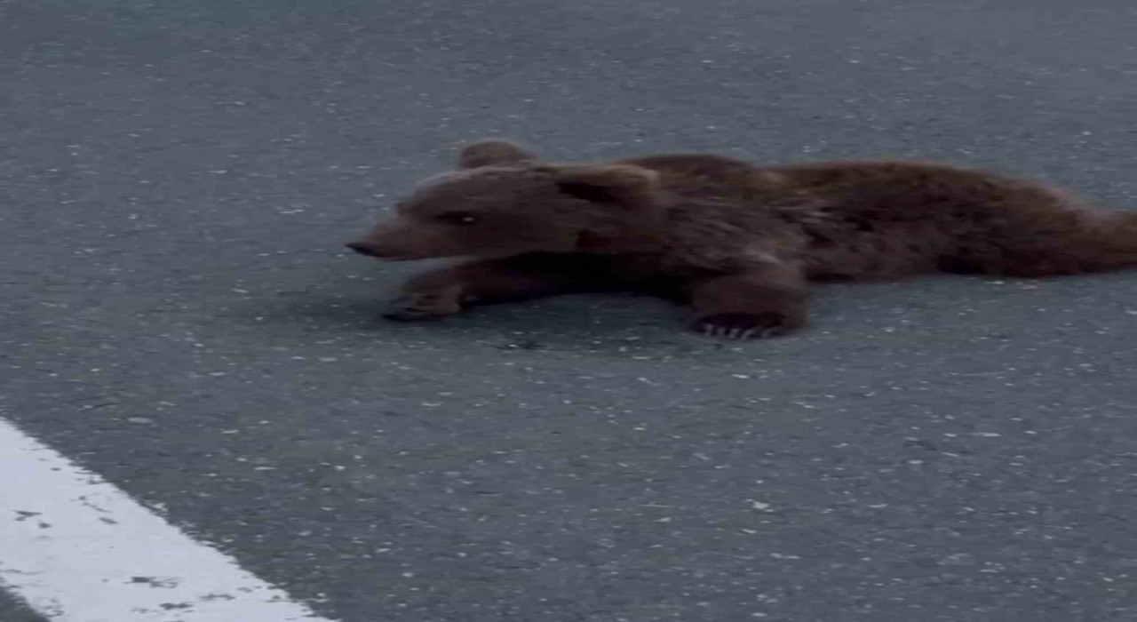 Kara yolundaki yaralı yavru ayı DKMPya teslim edildi