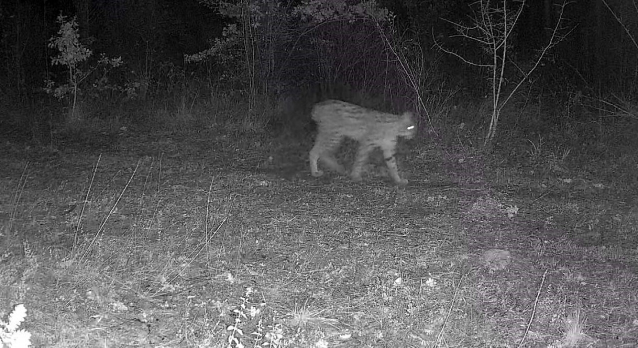Karabükte vaşak ve yavrusu ile kurt, fotokapana yansıdı