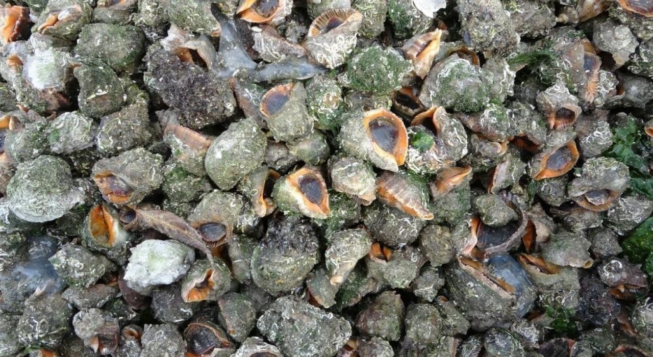 Karadeniz için en büyük iki tehdit: Deniz salyangozu ve taraklı medüz