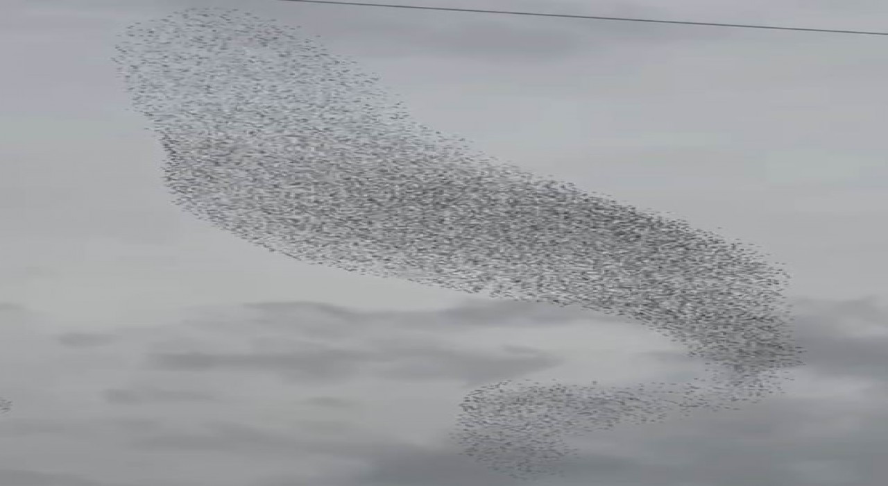 Karapınarda sığırcık kuşları görsel şölen oluşturdu