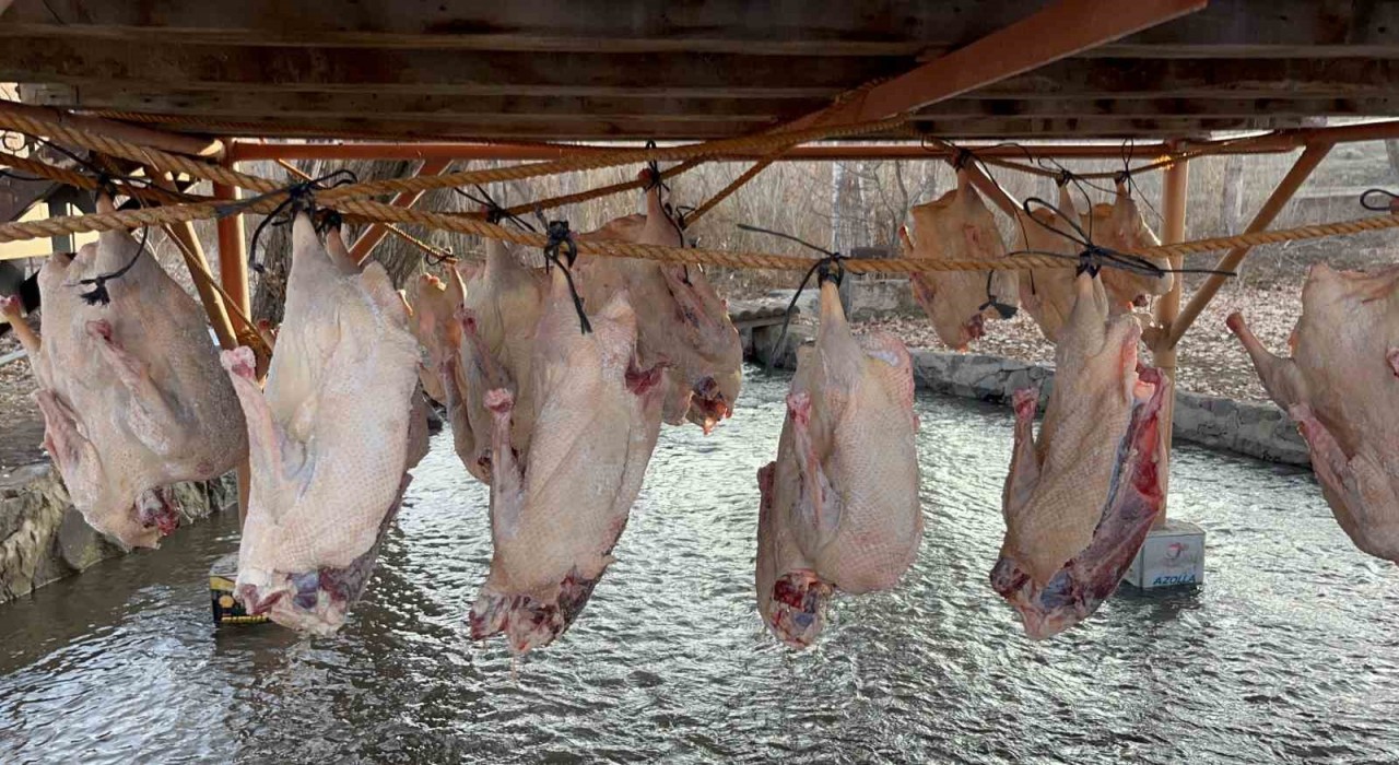 Kars kazı geleneksel yöntemlerle kurutuluyor: Kış sofralarının vazgeçilmezi hazırlanıyor