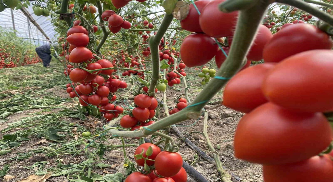 Kasım ayında domates ve sebze fiyat endeksinde büyük düşüş