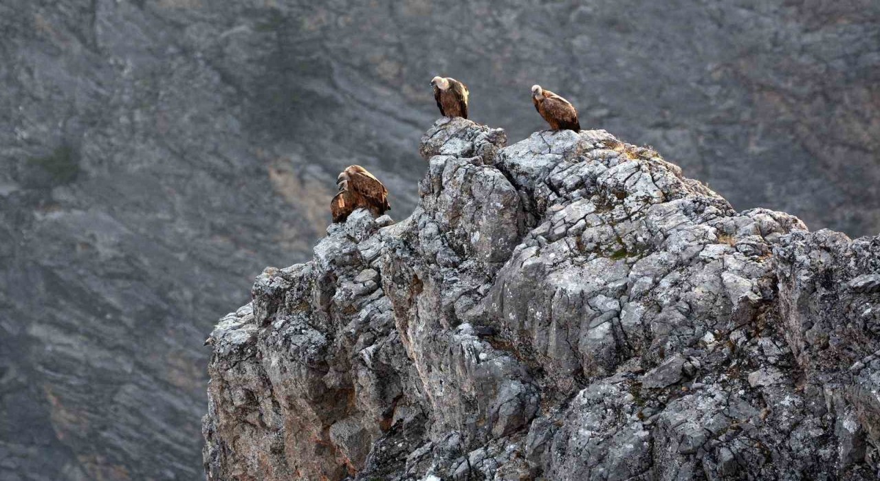 Kemaliyede göçmen akbabalar görüntülendi