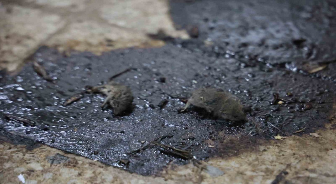 Kiliste mide bulandıran hijyen skandalı: Merdiven altı üretimde fareler bulundu