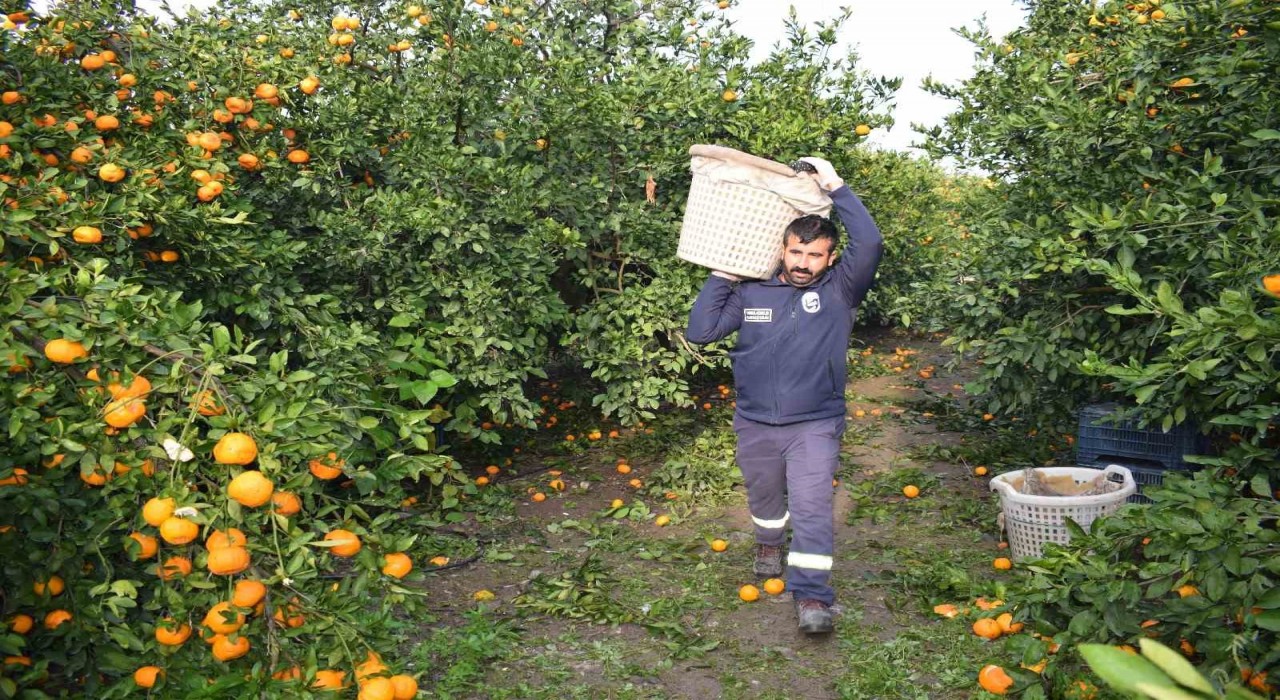 Kilogram fiyatı 2 TLye düşünce dalda çürümeye bırakılmıştı, 320 ton ürün vatandaşlara ücretsiz dağıtıldı
