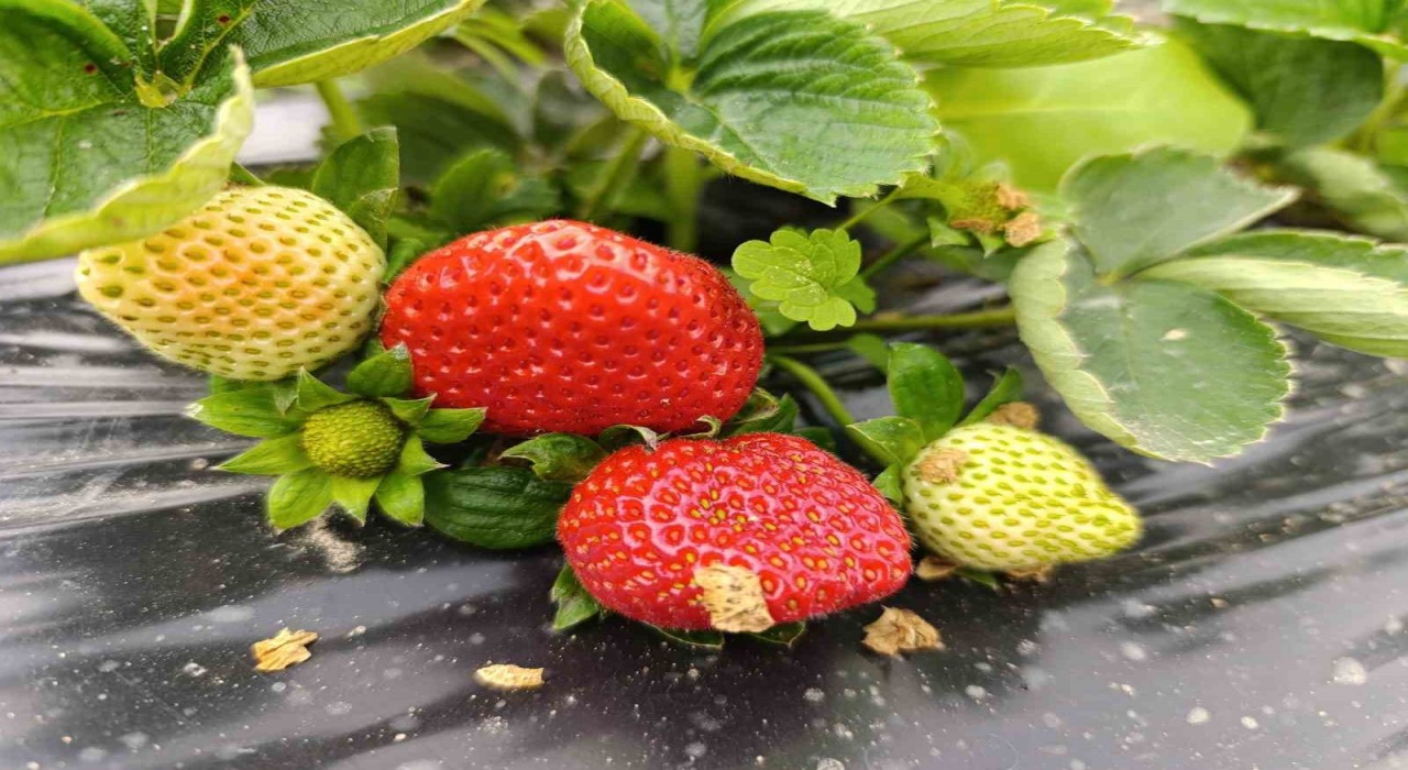 Köprübaşında kış çileği 200 TLden alıcı buluyor