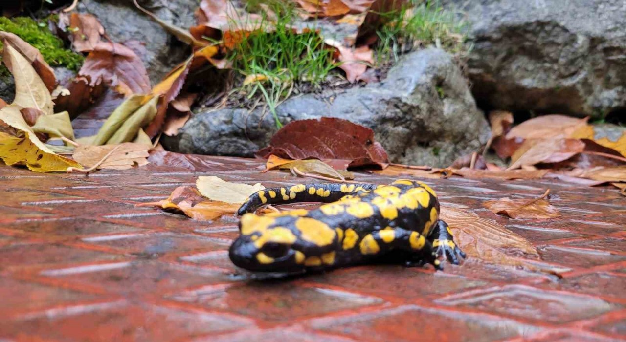 Koruma altındaki Benekli Semenderler Kemaliyede görüntülendi