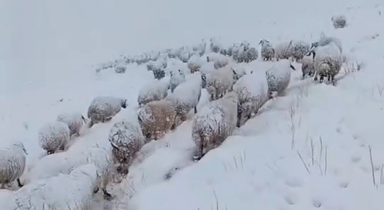 Koyun sürüsünün kar altında zorlu yolculuğu