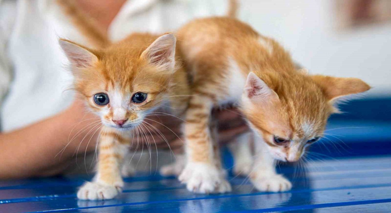 Kuşadası Belediyesi Veteriner İşleri Müdürlüğünden ‘mikroçip taktırın uyarısı
