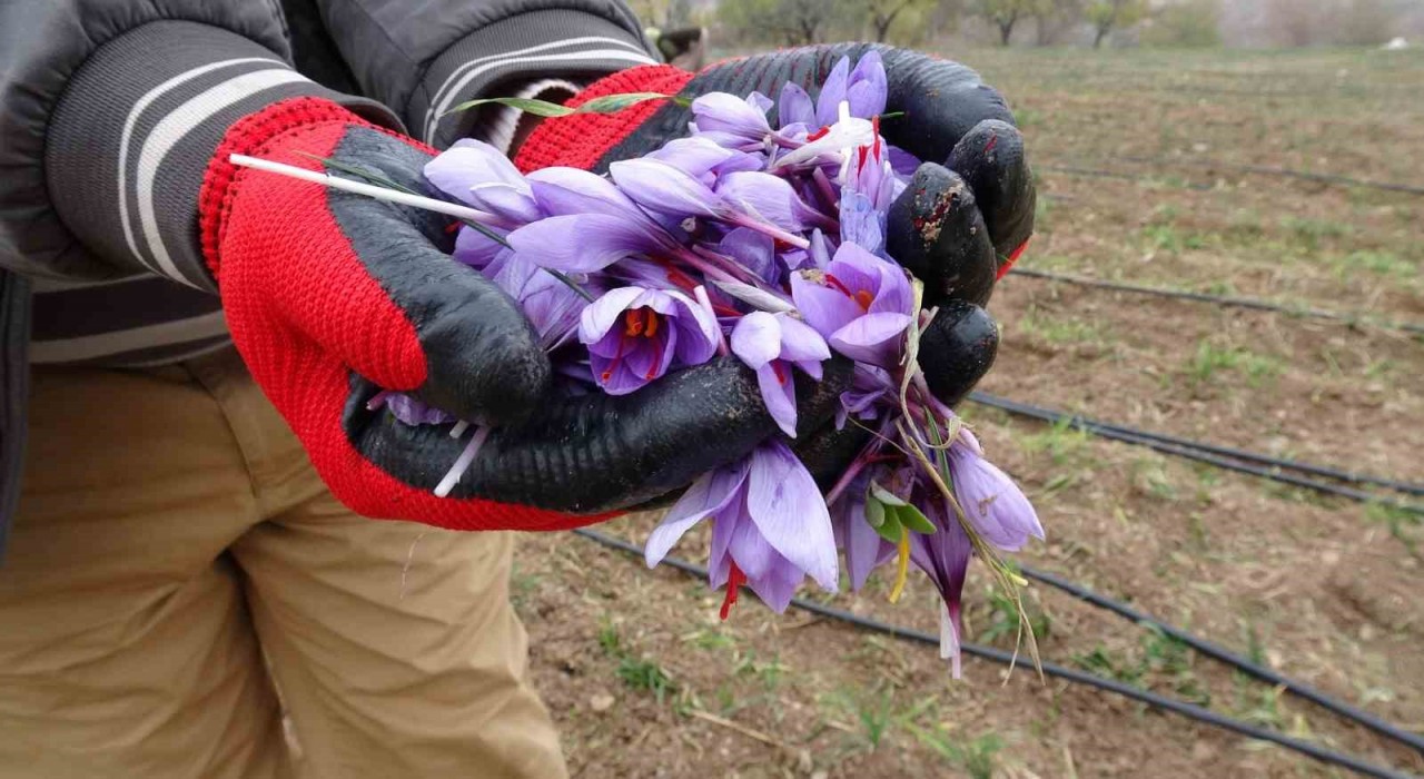 Malatyada gramı 600 TL olan safran yok satıyor