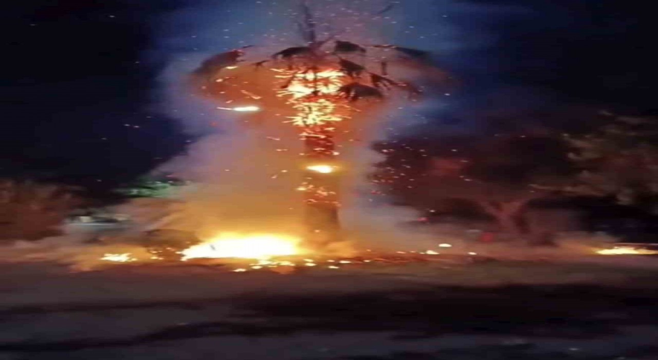 Mardinde 15 yıllık palmiye ağacını ateşe verdiler