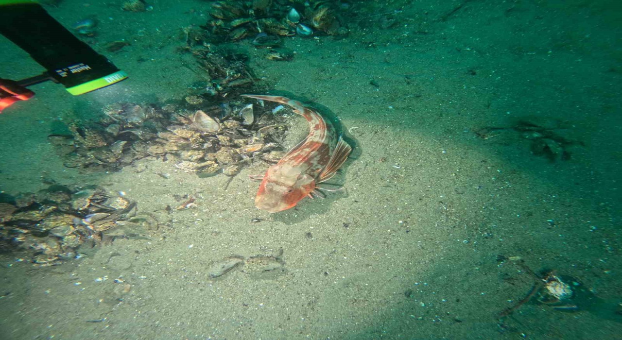 Marmara Denizinin ekolojik yapısı mercek altında