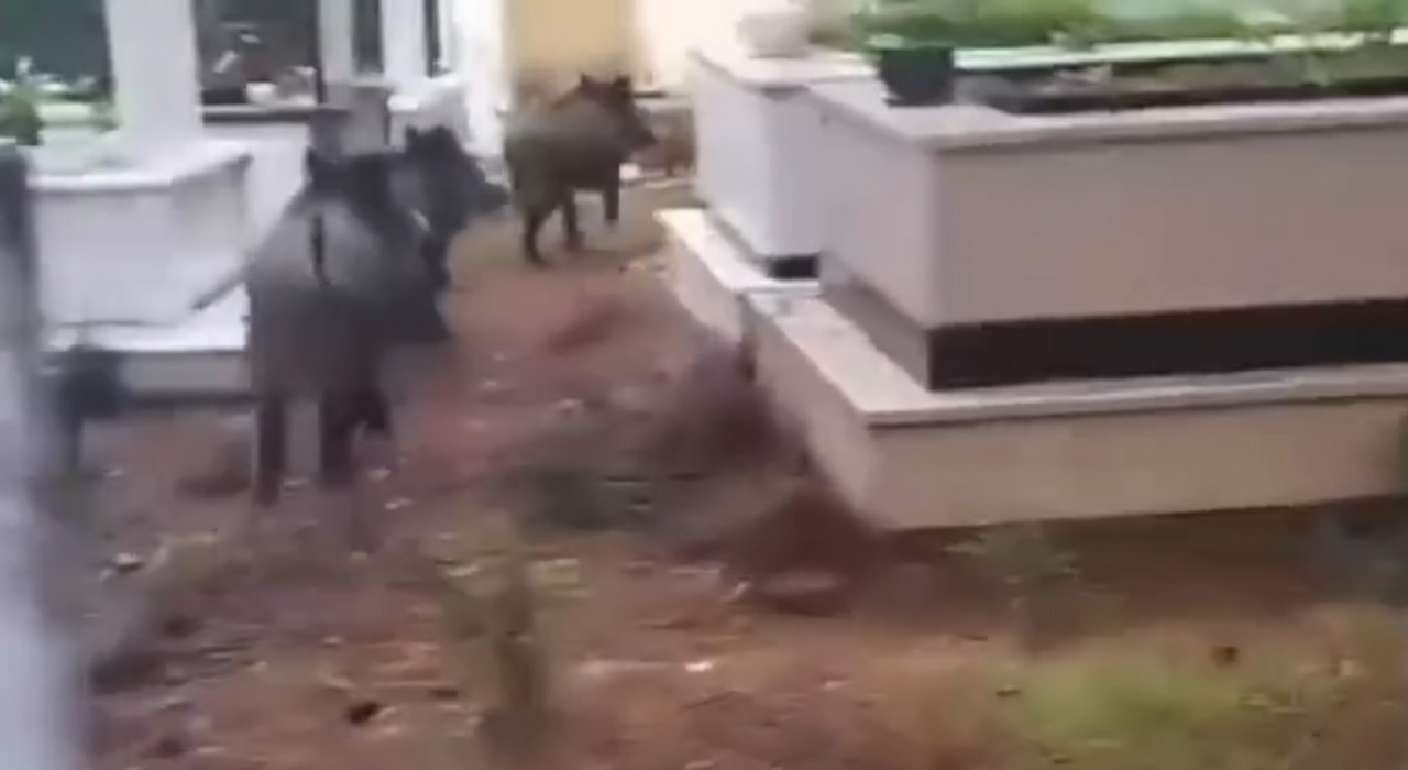 Marmariste domuz istilası sürüyor: Yeni adres mezarlıklar