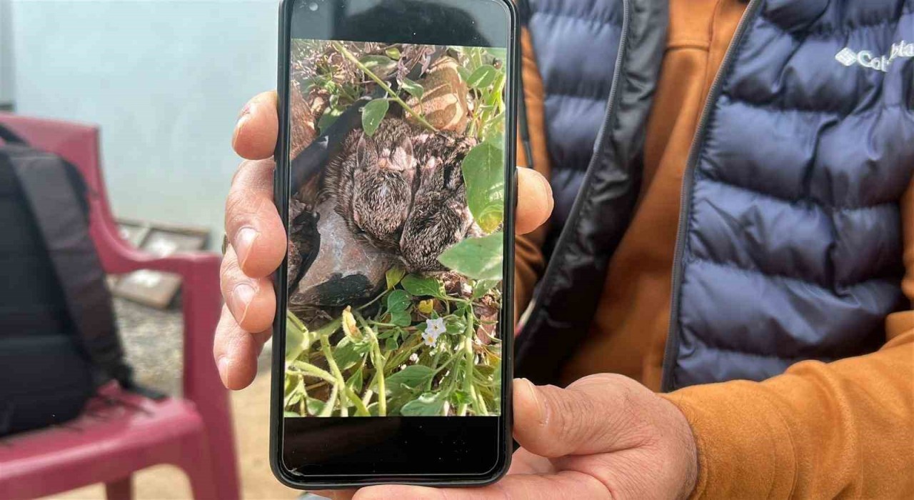 Merhametli çiftçi, yılların emeğine kemirerek zarar veren tavşanları Bunlar şimdi hazırlanıyor, Doğanın fidanını nasıl yiyeceğim diye düşünüyor diyerek elleriyle yakaladı