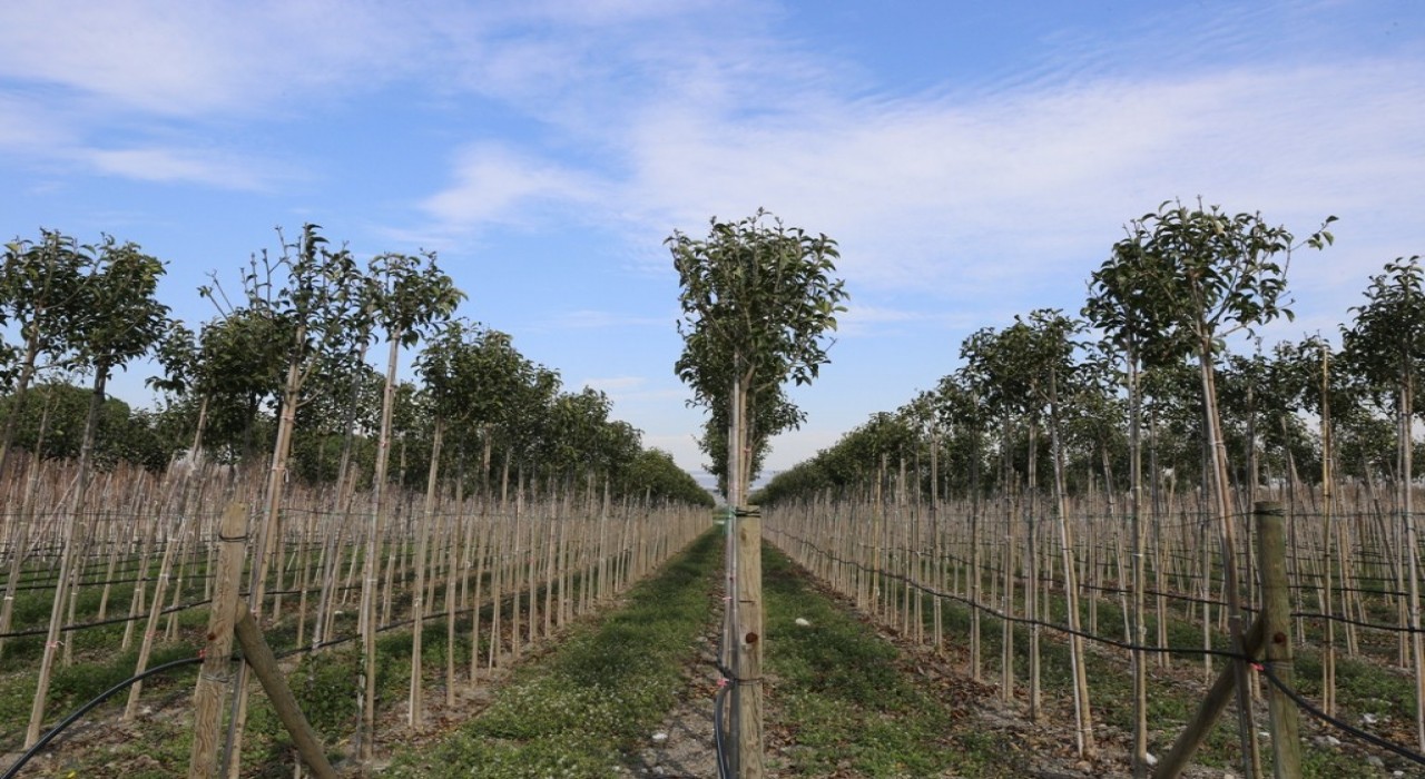 Muradiye Fidanlığı geleceğe nefes olmaya devam ediyor