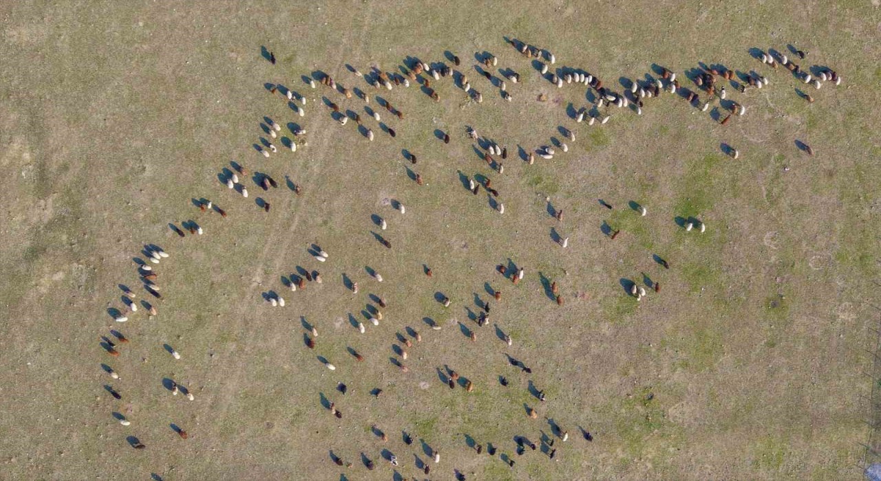 Muşta kar yağmayınca yem giderleri azaldı