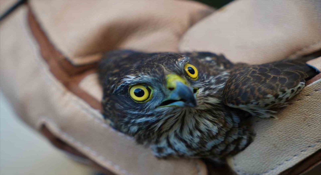 Muşta yaralı halde bulunan atmaca tedavi altına alındı