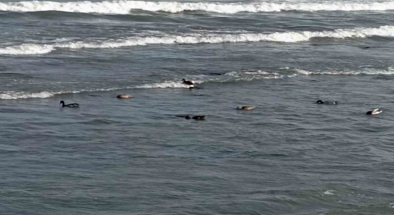 Orduda yaban ördekleri şöleni: 11 kuşluk sürü görüntülendi