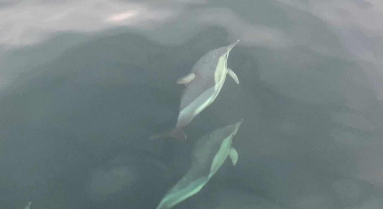 Orduda yunusların balıkçı tekneleriyle yarışması görsel şölen oluşturdu