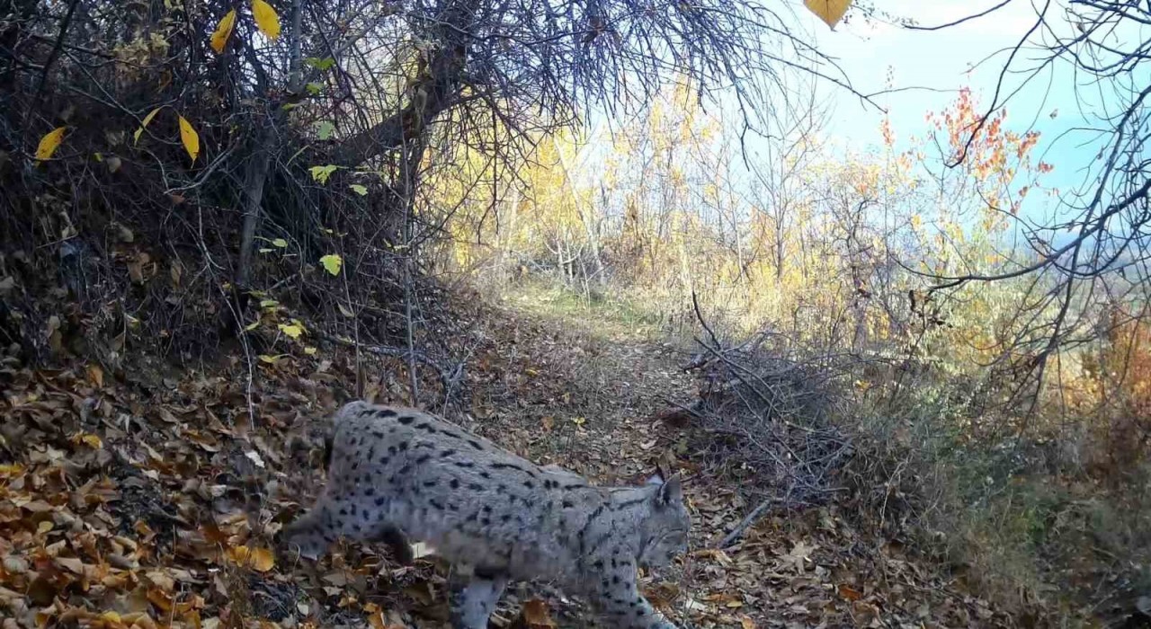 Ormanın Hayaleti vaşak Erzincanda görüntülendi