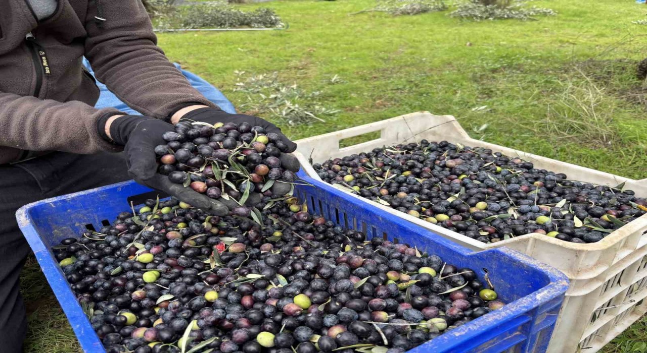 Orta Sakarya Vadisindeki mikroklima etkisine sahip Osmanelinde zeytinler hasat sona erdi