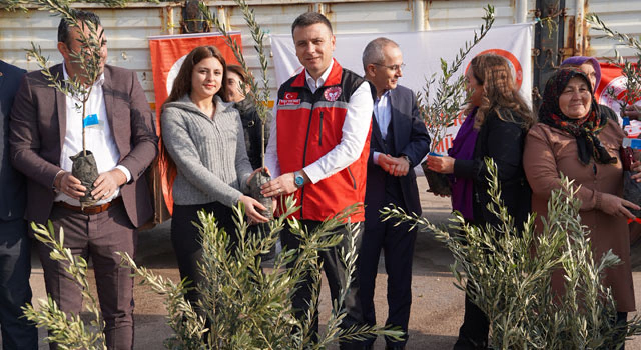 Osmaniye’de Çiftçilere Hibeli Zeytin Fidanı Dağıtıldı