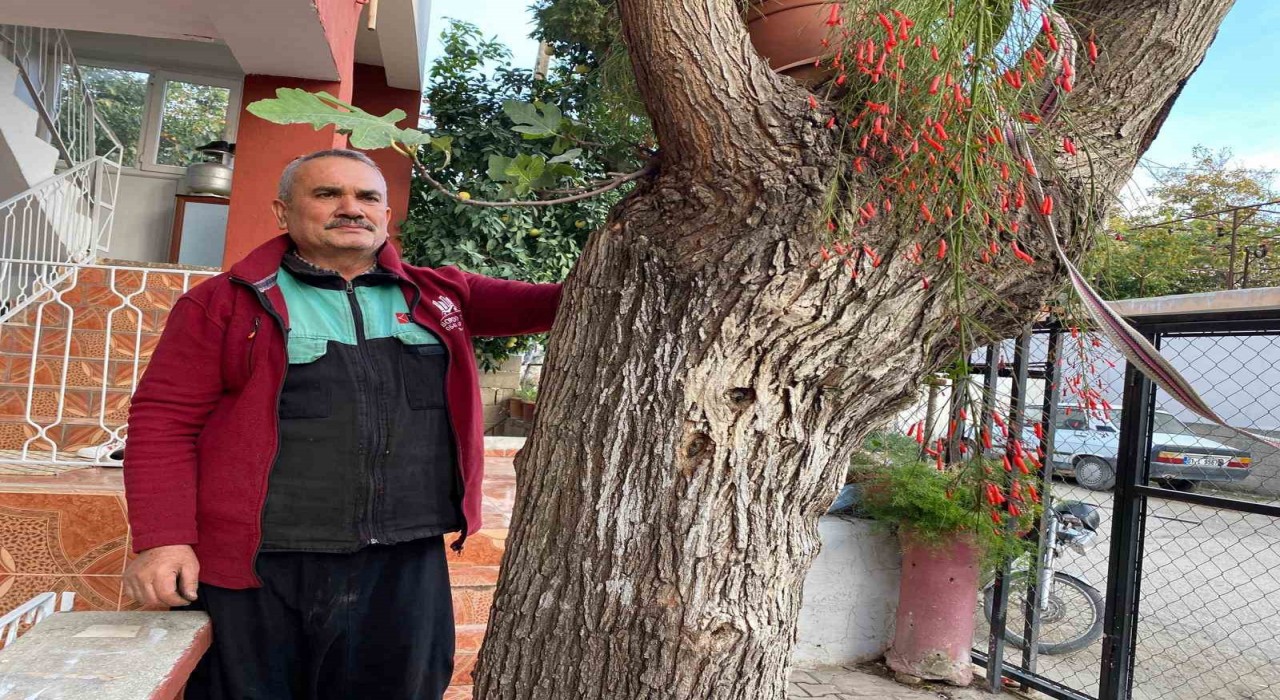 Osmaniyede dut gövdesinden incir çıktı: Dut ağacının gövdesinde yetişip meyve veren incir ağacı şaşırttı