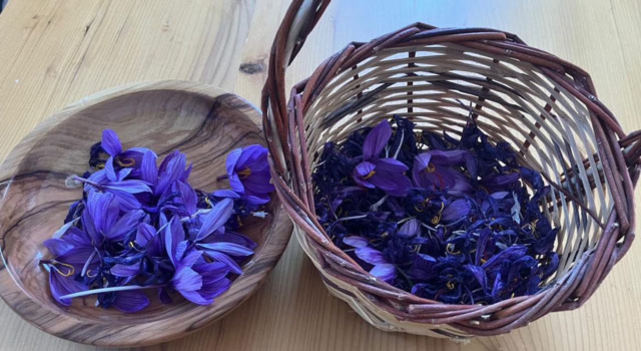 Osmaniye’de Safran Üretimi Yükselişte