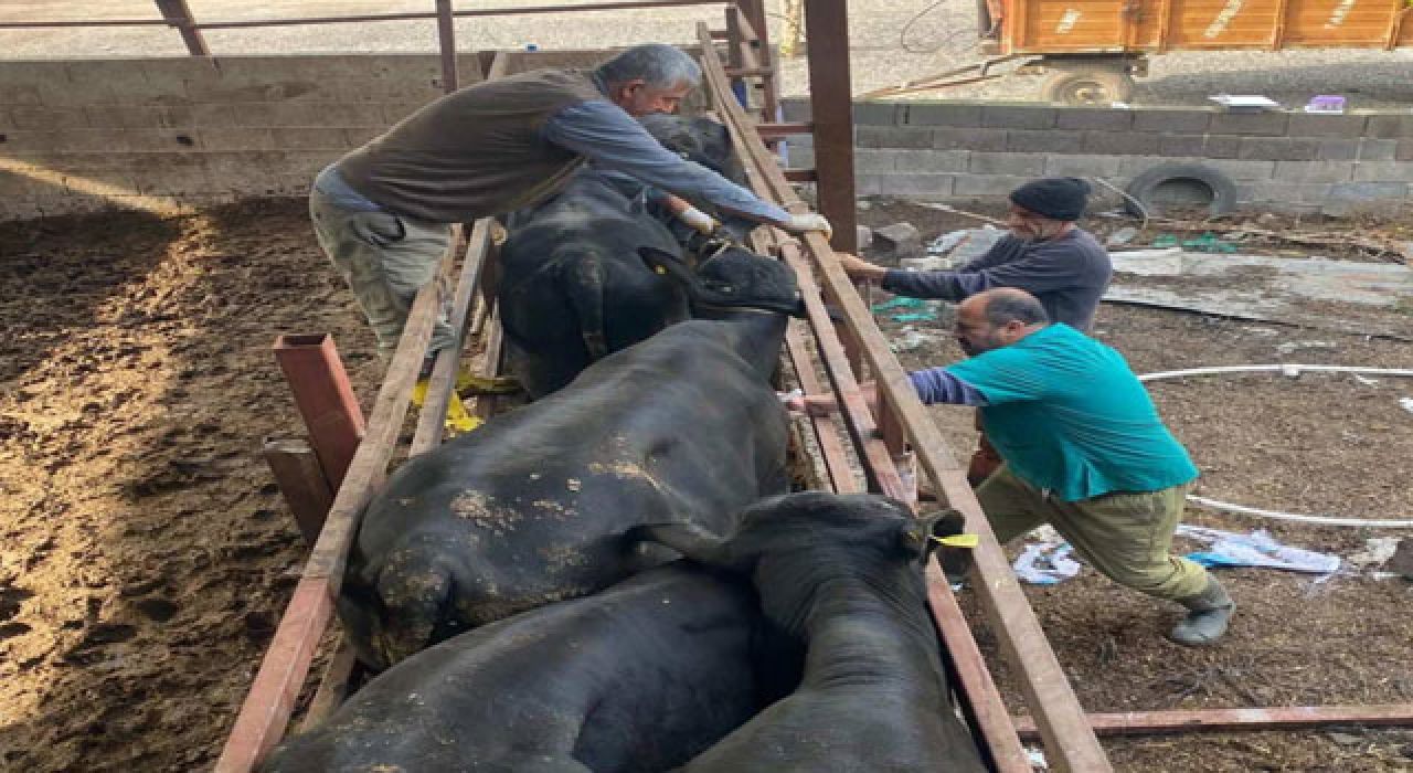 Osmaniye’de Sonbahar Aşılama Çalışmaları Hızlandı