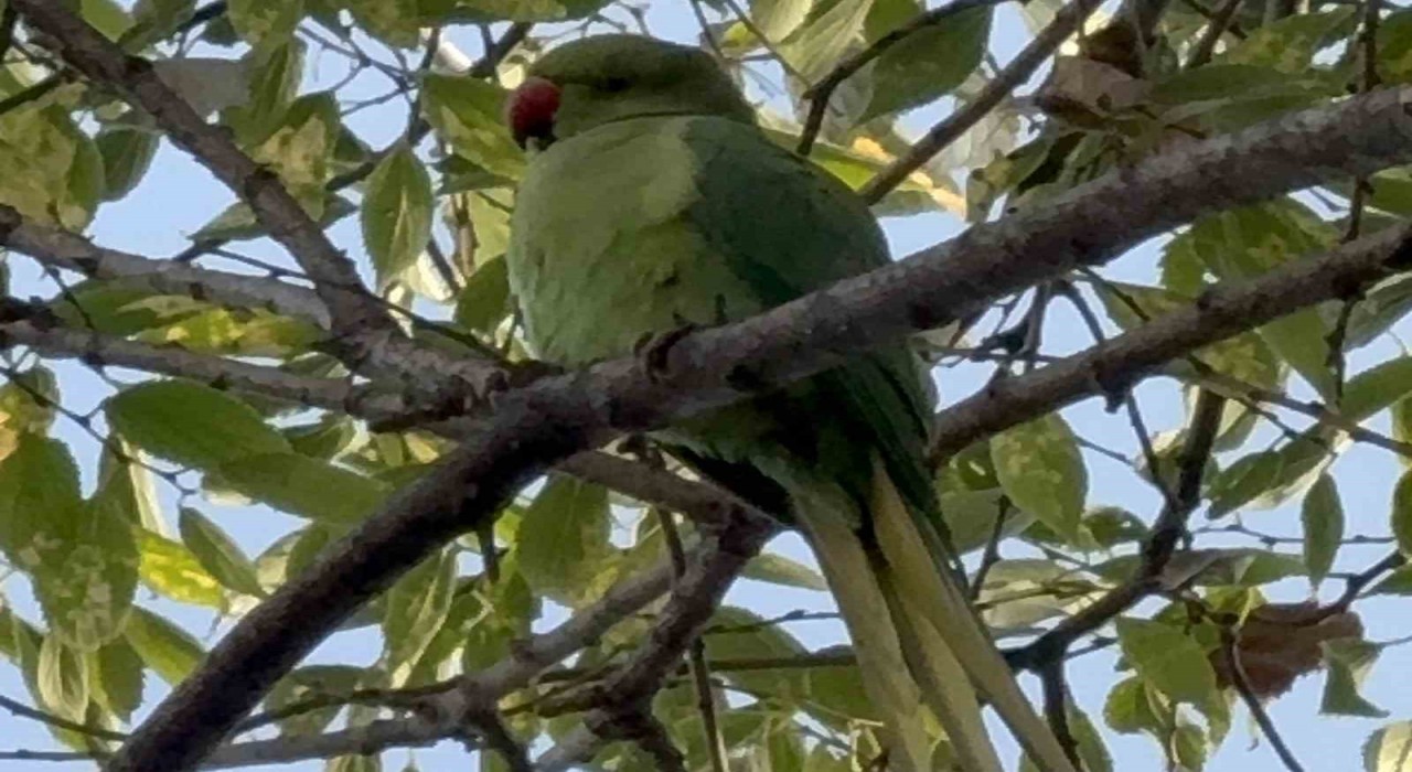 Pakistan papağanları adliye bahçesini mesken tuttu