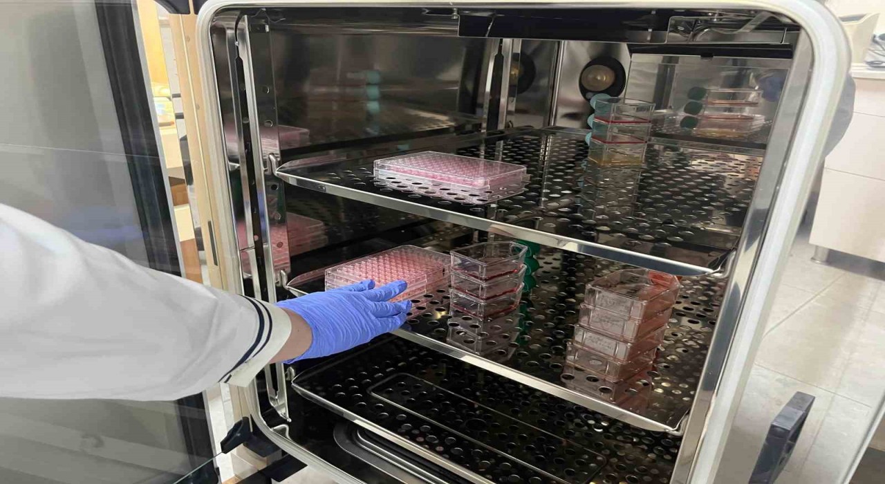 Parkinsonda bağırsak- beyin iletişimi çip üstü organ teknolojisiyle araştırılıyor