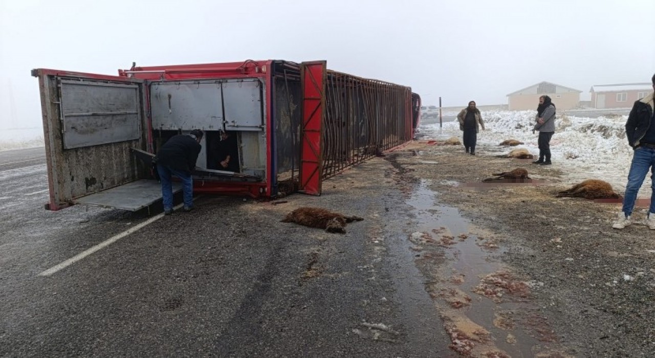 Patnosta hayvan yüklü tır devrildi: 10 küçükbaş telef oldu