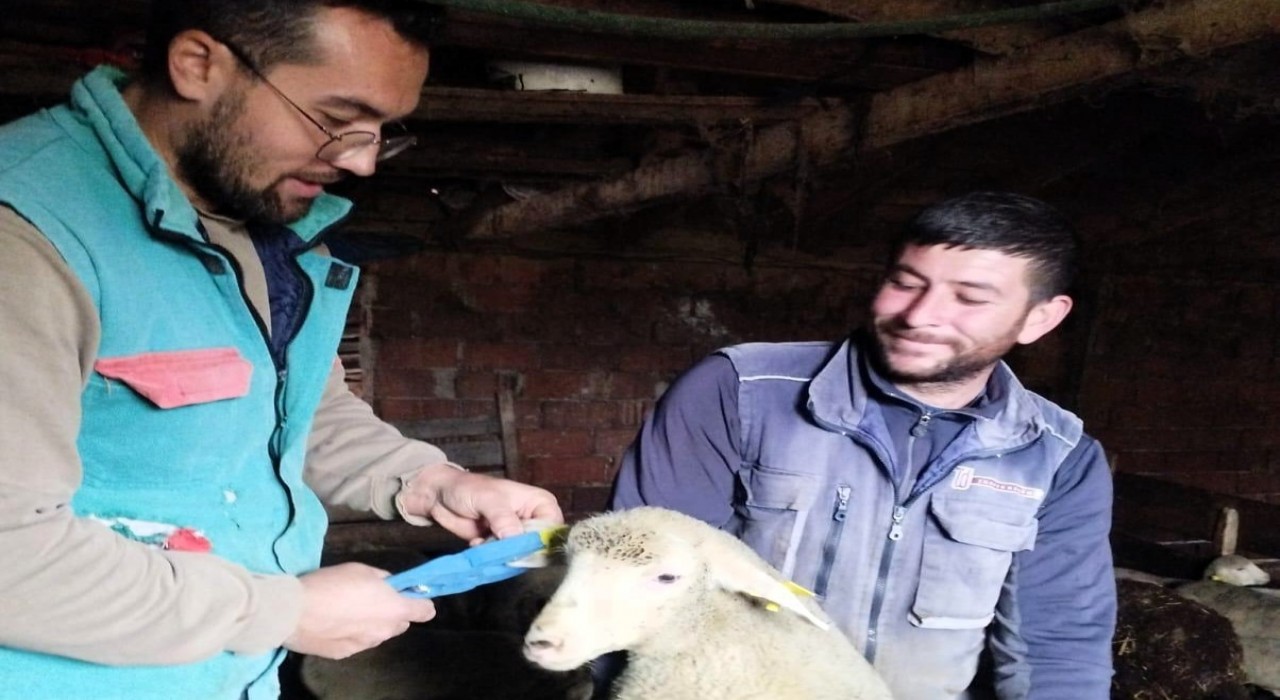 Pınarhisarda küçükbaş hayvanların küpeleri takıldı
