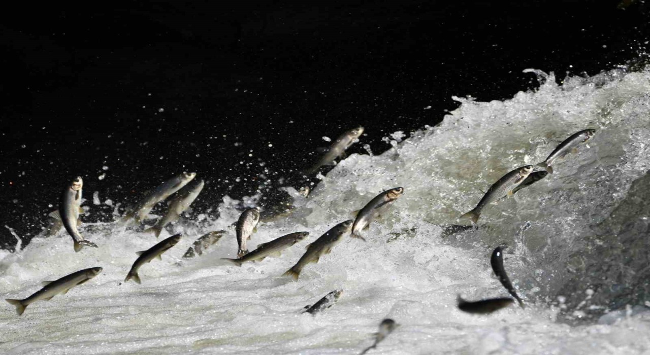 Prof. Dr. Alaeddinoğlu: İnci kefalinin nesli ciddi tehdit altında