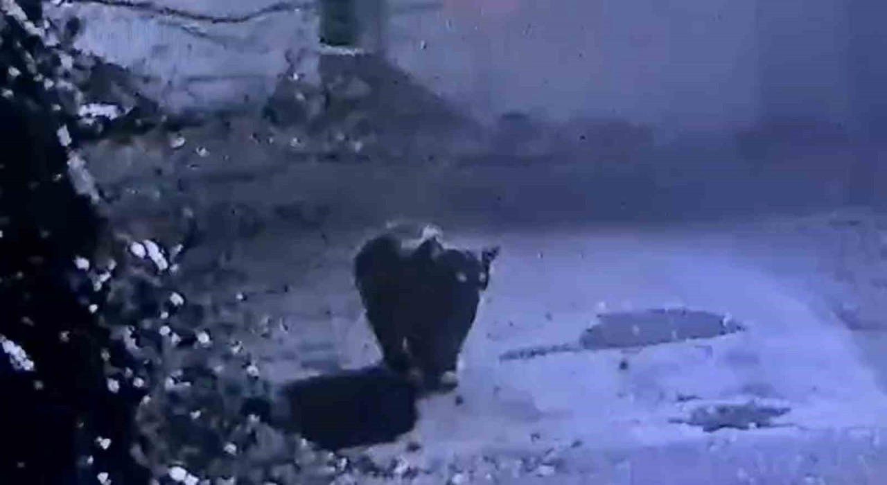 Rizede avcıların yakalayamadığı ayı güvenlik kamerasına yakalandı