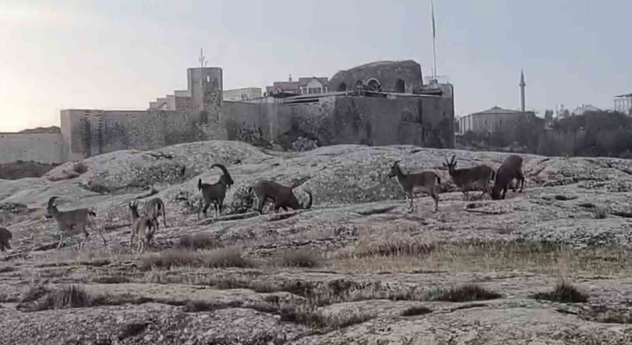 Sabah saatlerinde dağ keçileri sürü halinde ortaya çıktı