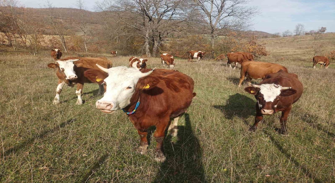 Samsunda 2026 Şap Aşılama Programı başladı