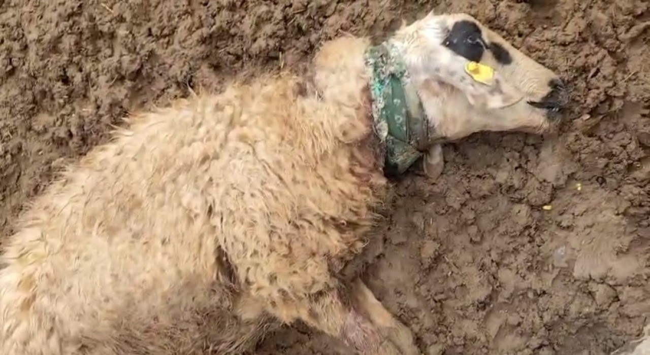 Şanlıurfada sürüye saldıran kurt 18 koyunu telef etti