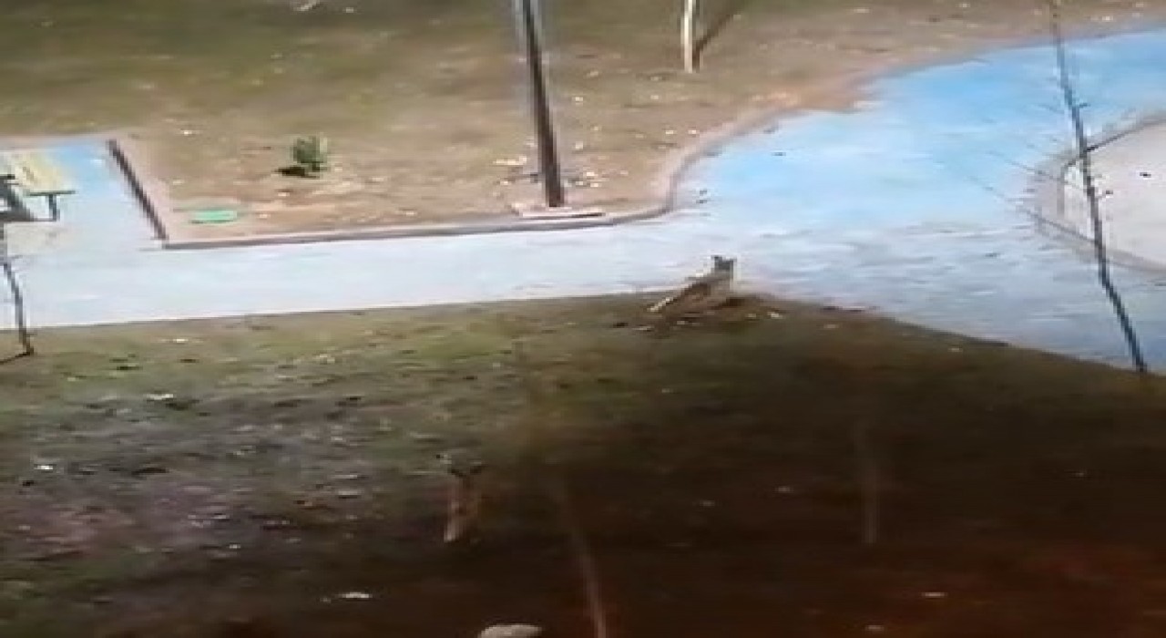 Şanlıurfada yiyecek arayan 2 tilki kent merkezine indi