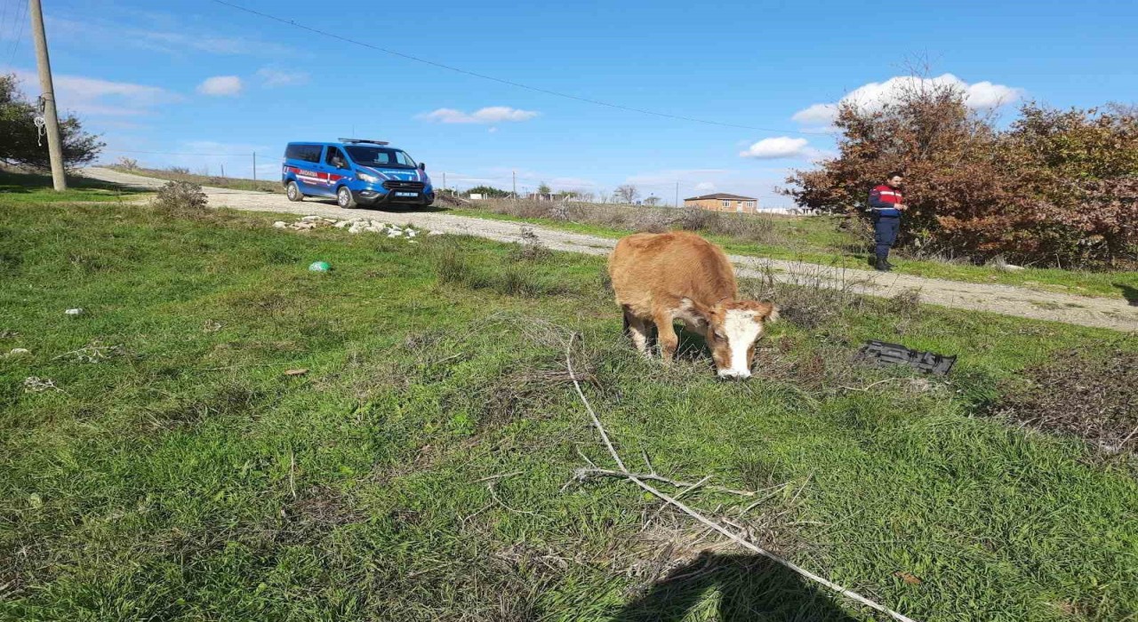 Sarayda kaçak yollarla getirilen 9 büyükbaş hayvan kesime gönderildi