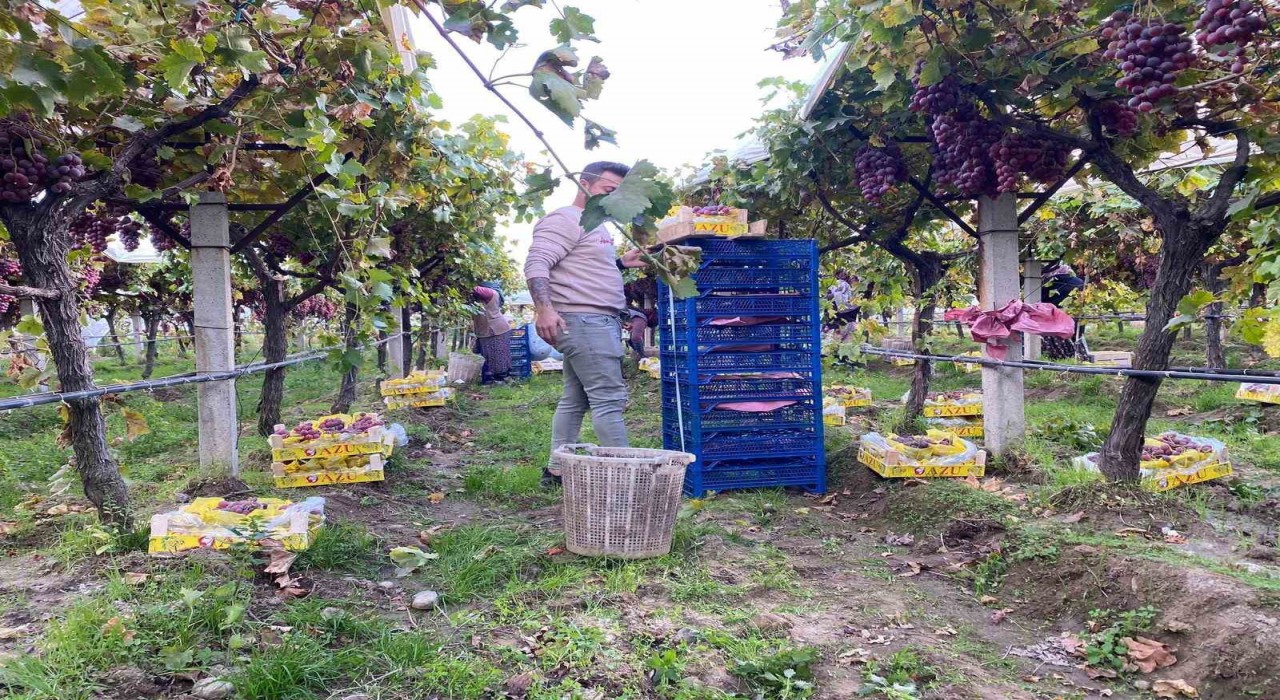 Sarıgölde üzüm hasadı devam ediyor