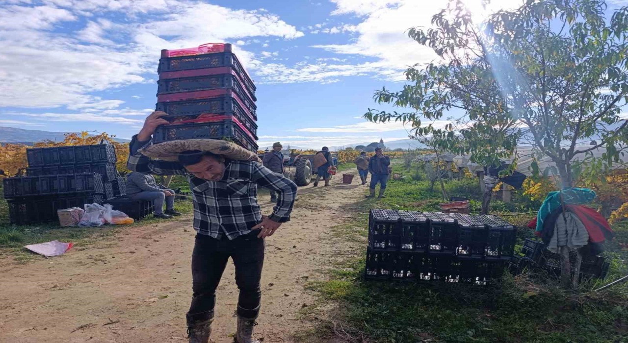 Sarıgölde üzüm kesimi aralık ayında da sürüyor