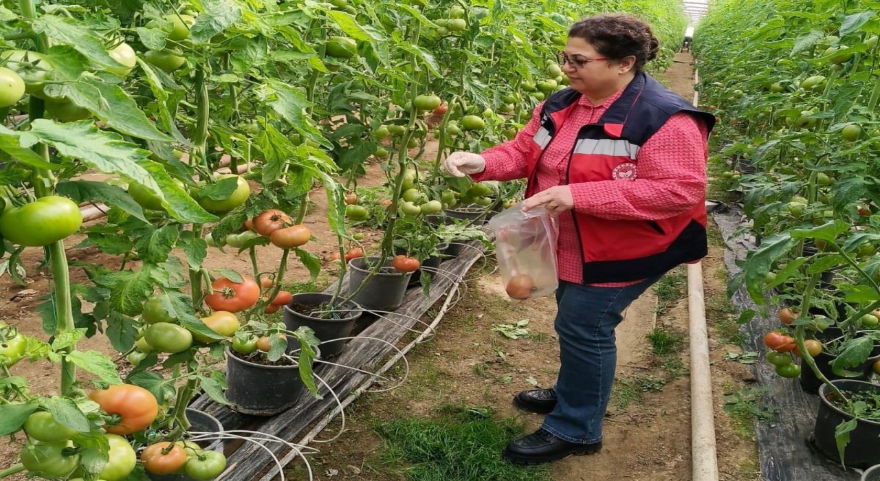 Simavdaki sera alanlarından pestisit denetimi için domates numunesi alımı