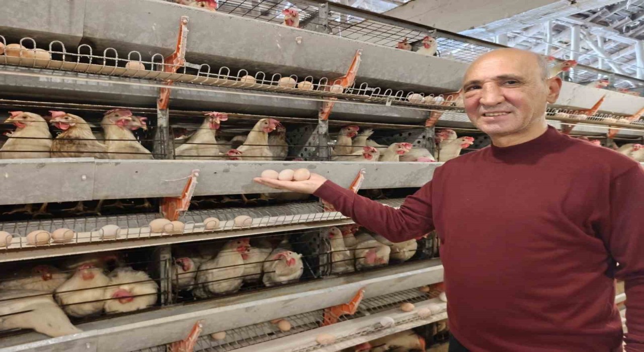 Simavın Kuşu beldesinde günlük 15 bin yumurta üretimi