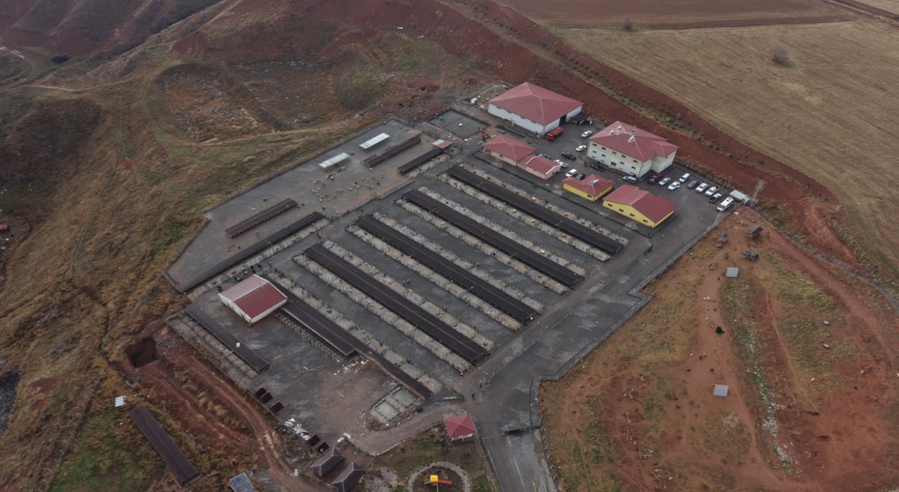 Sivasta sokak hayvanları için kapsamlı dönüşüm başladı