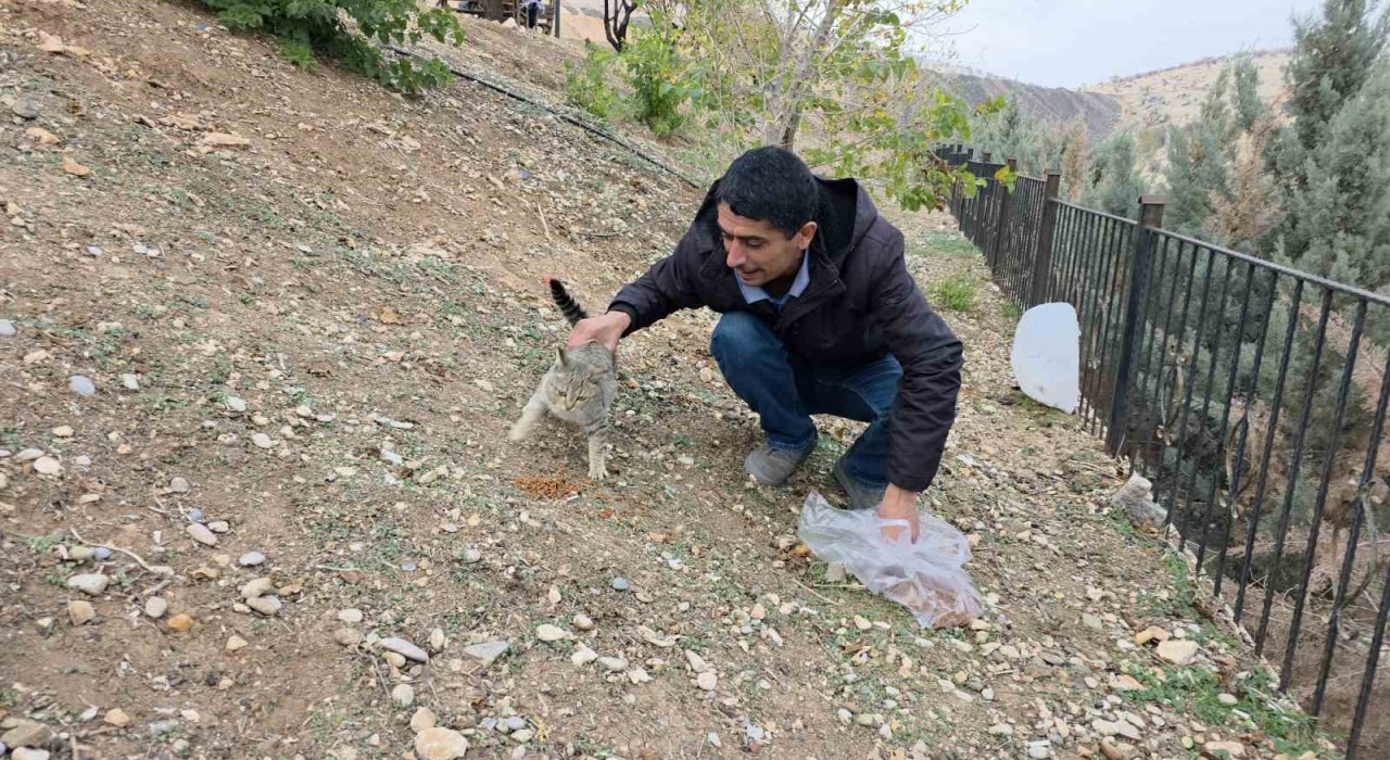 Siverekte sahipsiz kedilere mama bırakıldı